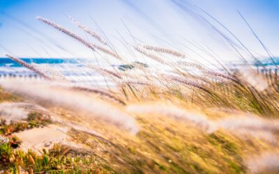 Understanding the Role of Family Dynamics in Mental Health